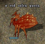 Solen queen.jpg