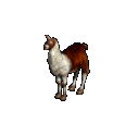 Llama.png