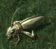 Skittering hopperkr.jpg