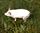 Pigkr.png