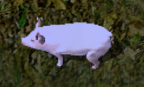 Boarkr.png