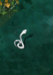 Silver serpentkr.jpg