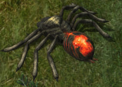 Dread spider1kr.jpg